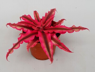 Cryptanthus bivittatus, Pianta Stella  &quot; Rubin star &quot;  vaso Ø 9 cm