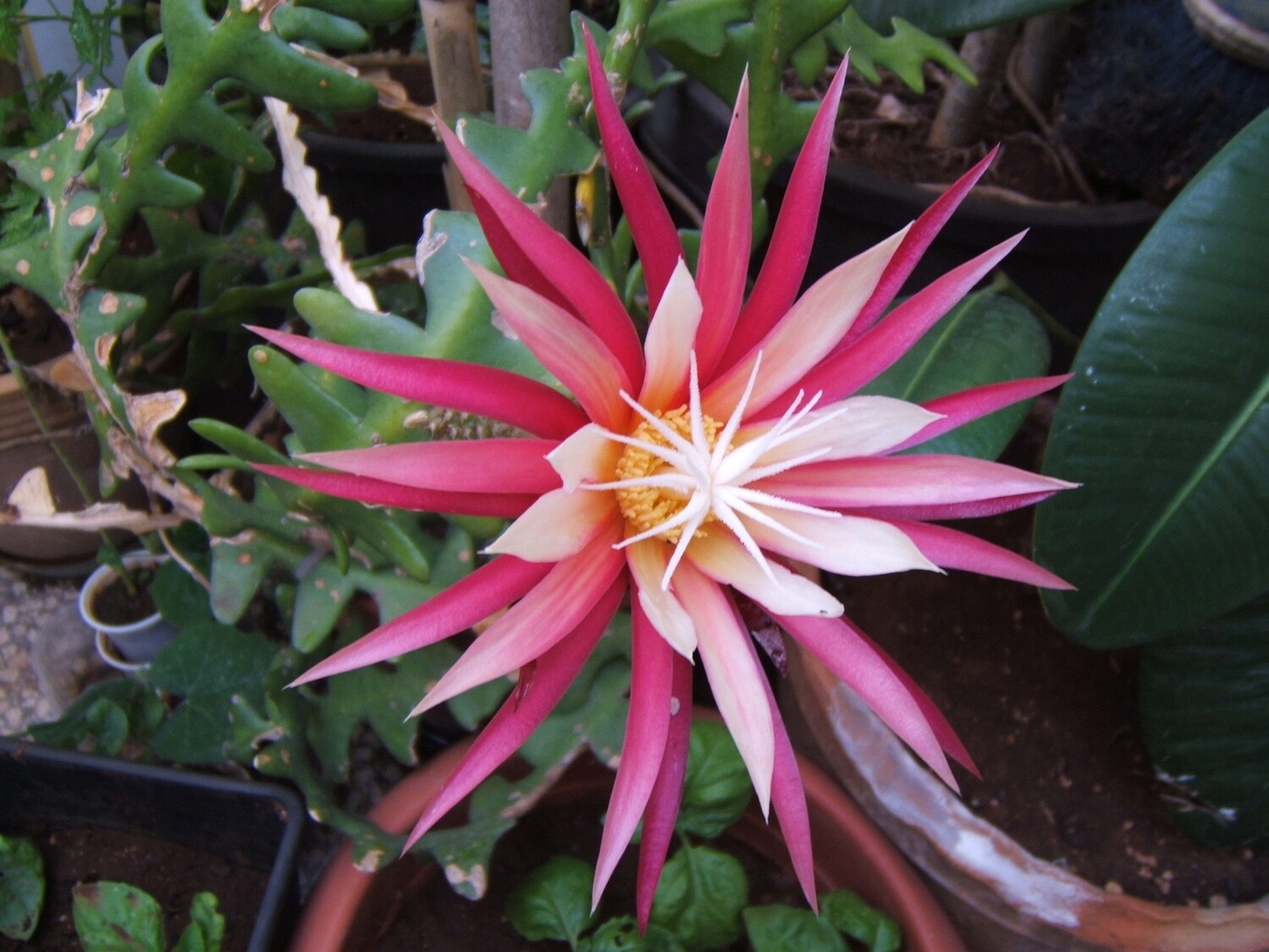 Epiphyllum Selenicereus anthonyanus, Epifillo - basket Ø21 cm