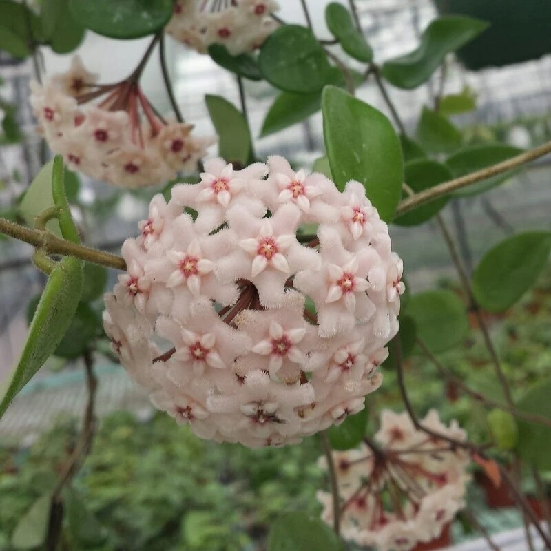 Hoya Chouke, Fiore di Cera (incrocio fra Hoya serpens e Hoya carnosa) - Basket Ø17 cm