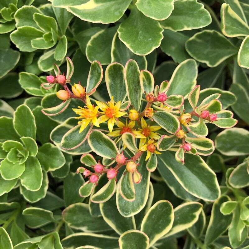 Sedum kamtschaticum variegatum - vaso Ø13 cm