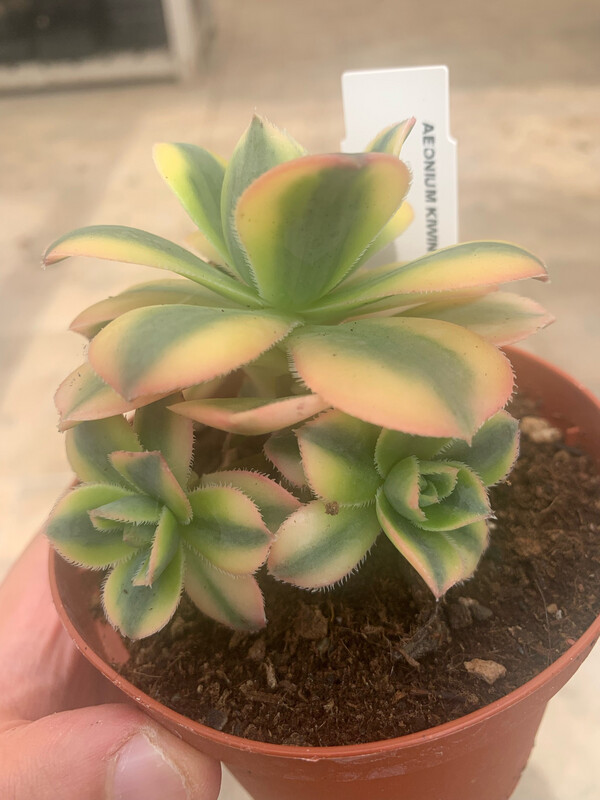 Aeonium &#39;Kiwi&#39;, Kiwiniano - vaso Ø10 cm