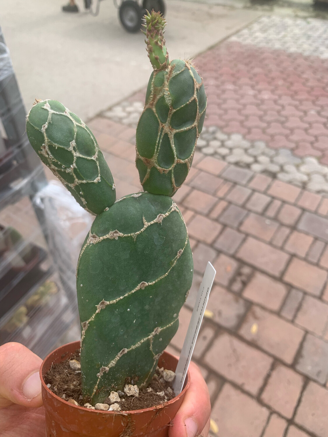 Opuntia Zebrina Reticulata - vaso Ø7,5 cm