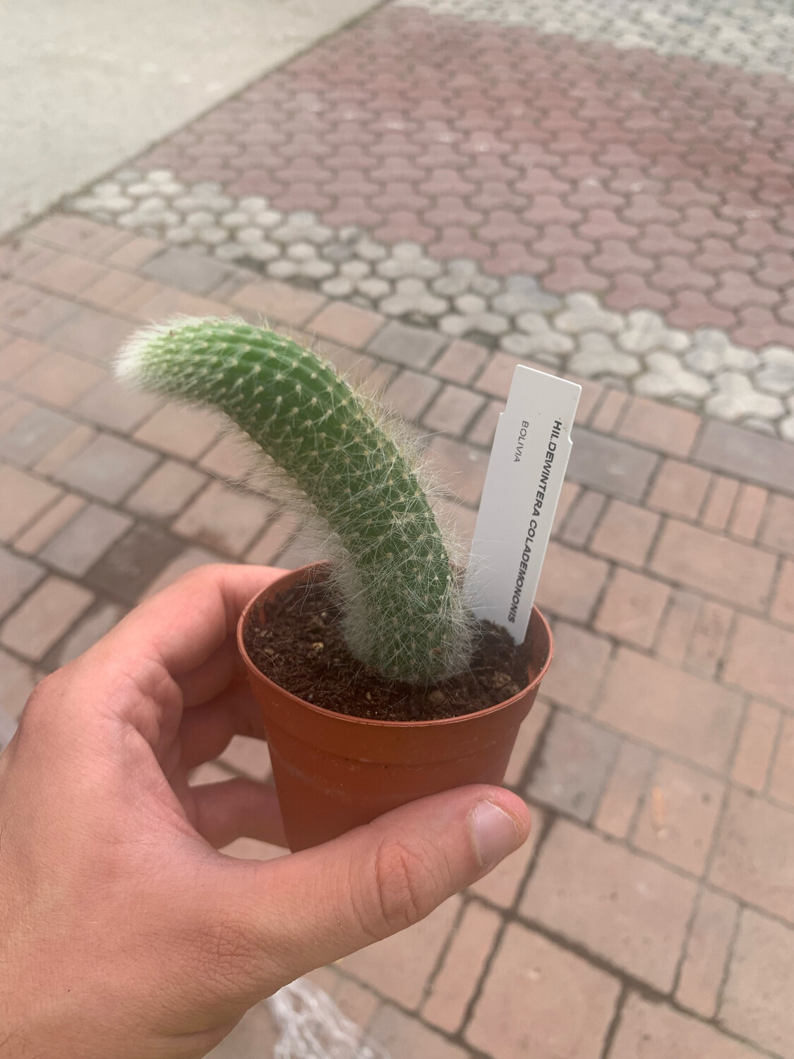 Coda di Scimmia, Hildewintera Colademononis - vaso Ø8,5 cm 1