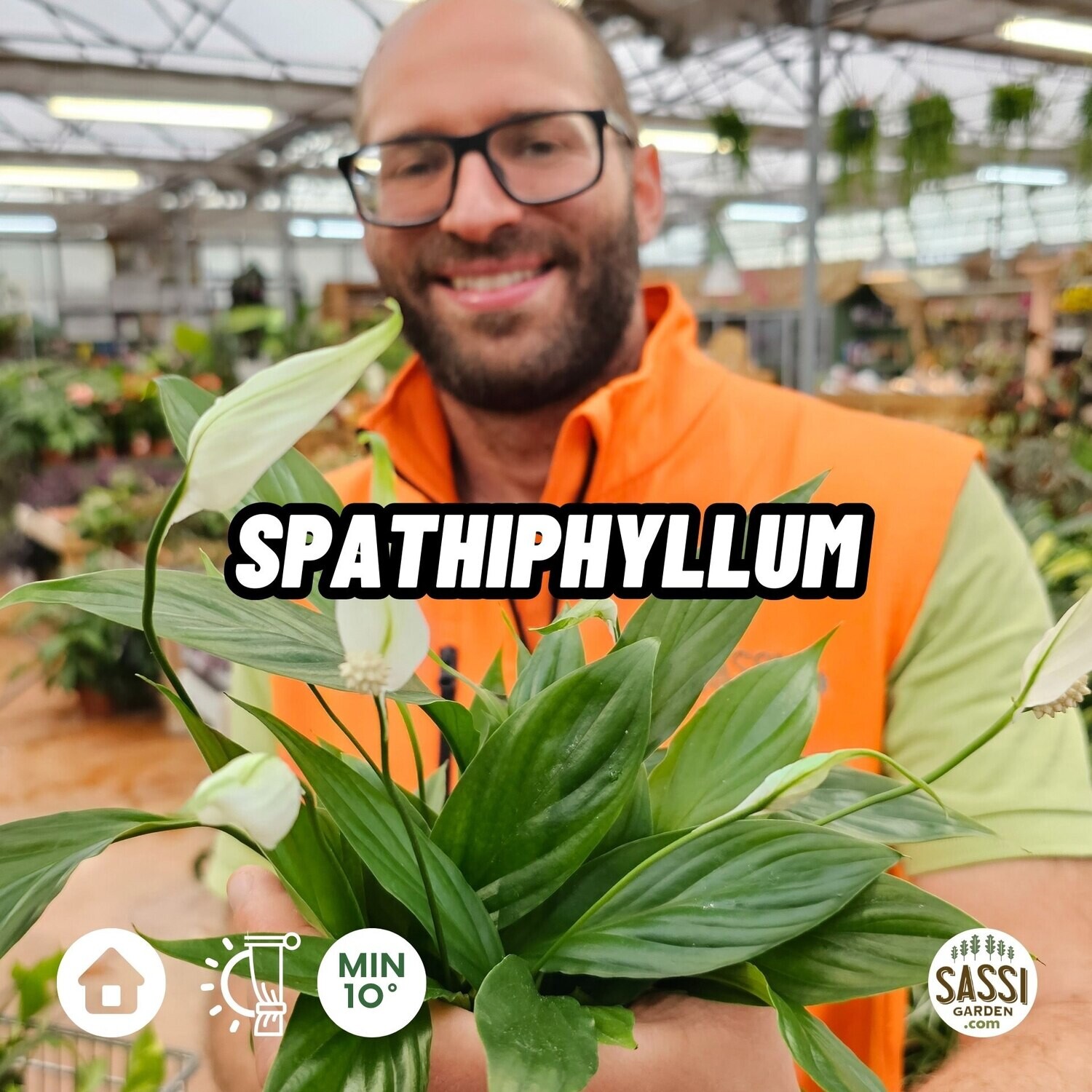 Spathiphyllum wallisii, Spatifillo, Spatifillum, Giglio della Pace - vaso Ø13cm, h 40 cm