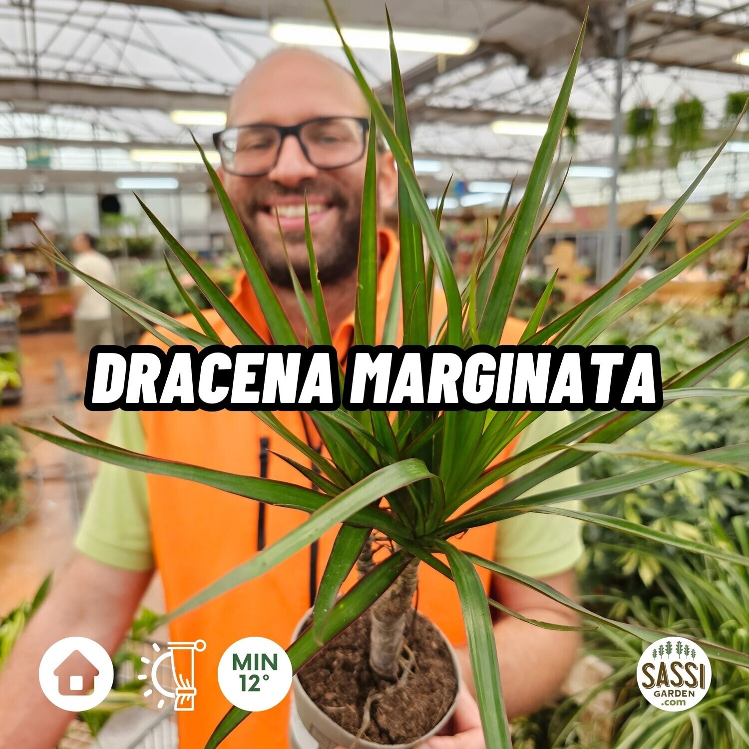 Dracena Marginata, Dracaena - vaso Ø12 cm, 1 testa