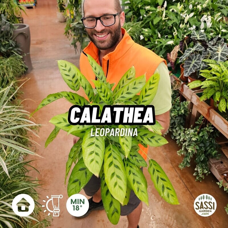 Calathea leopardina - vaso Ø12 cm