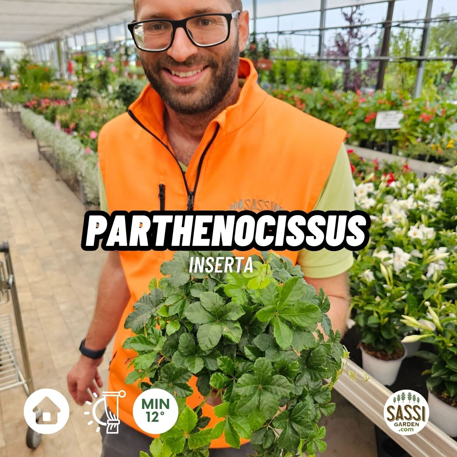 Parthenocissus Inserta 'Striata' - vaso Ø12 cm