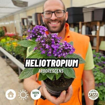 Heliotrophium Arborecens, Eliotropo, Fiore di Vaniglia - vaso Ø13 cm