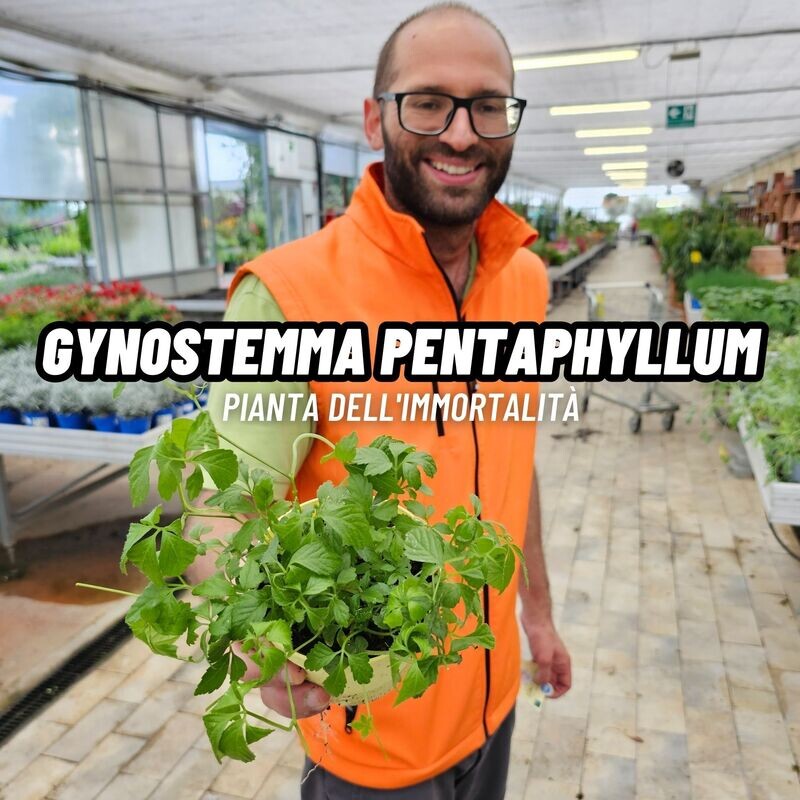 Gynostemma pentaphyllum, Erba della longevità, Jiaogulan - vaso Ø13 cm