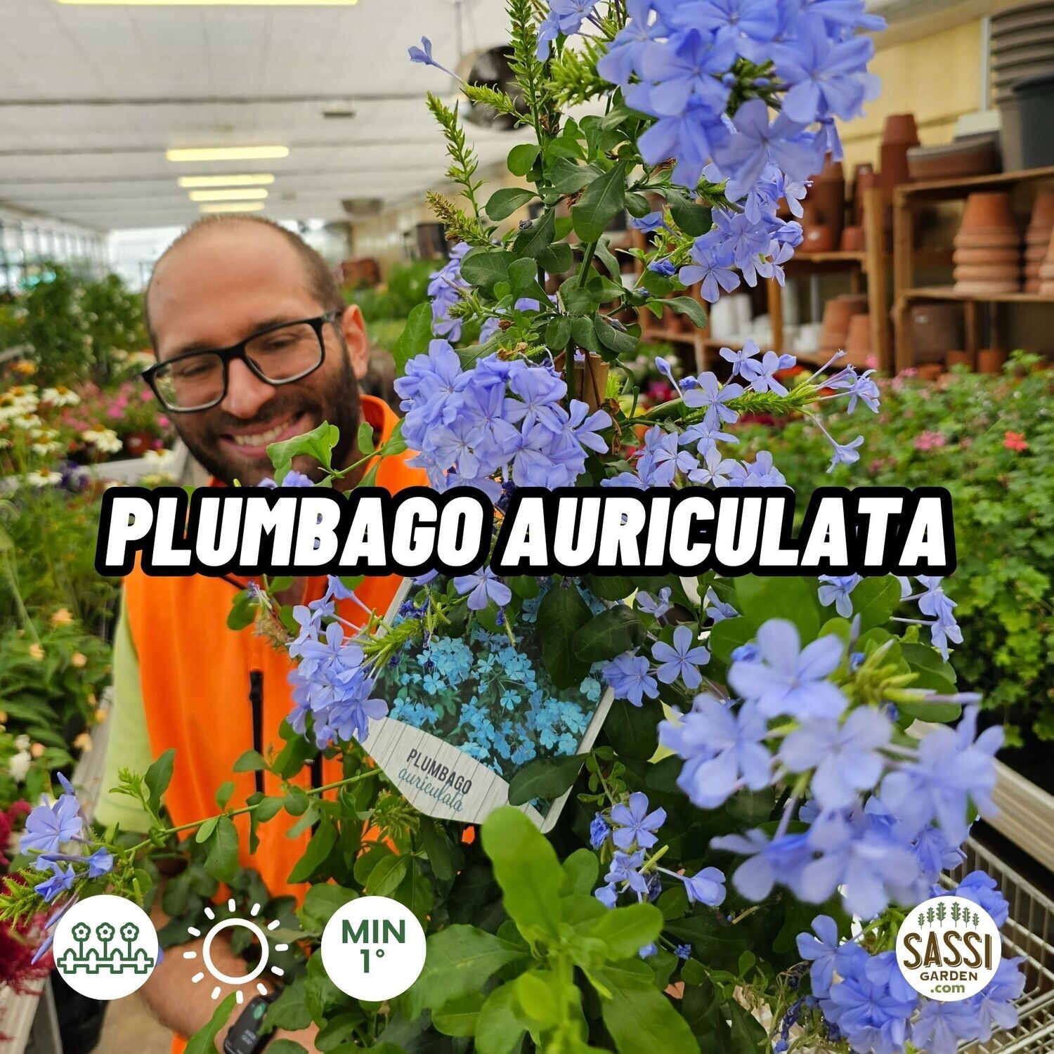 Plumbago auriculata, Capensis, Gelsomino blu - vaso Ø19 cm