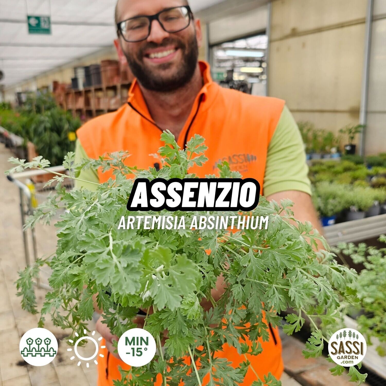 Assenzio - Artemisia absinthium - vaso Ø14 cm