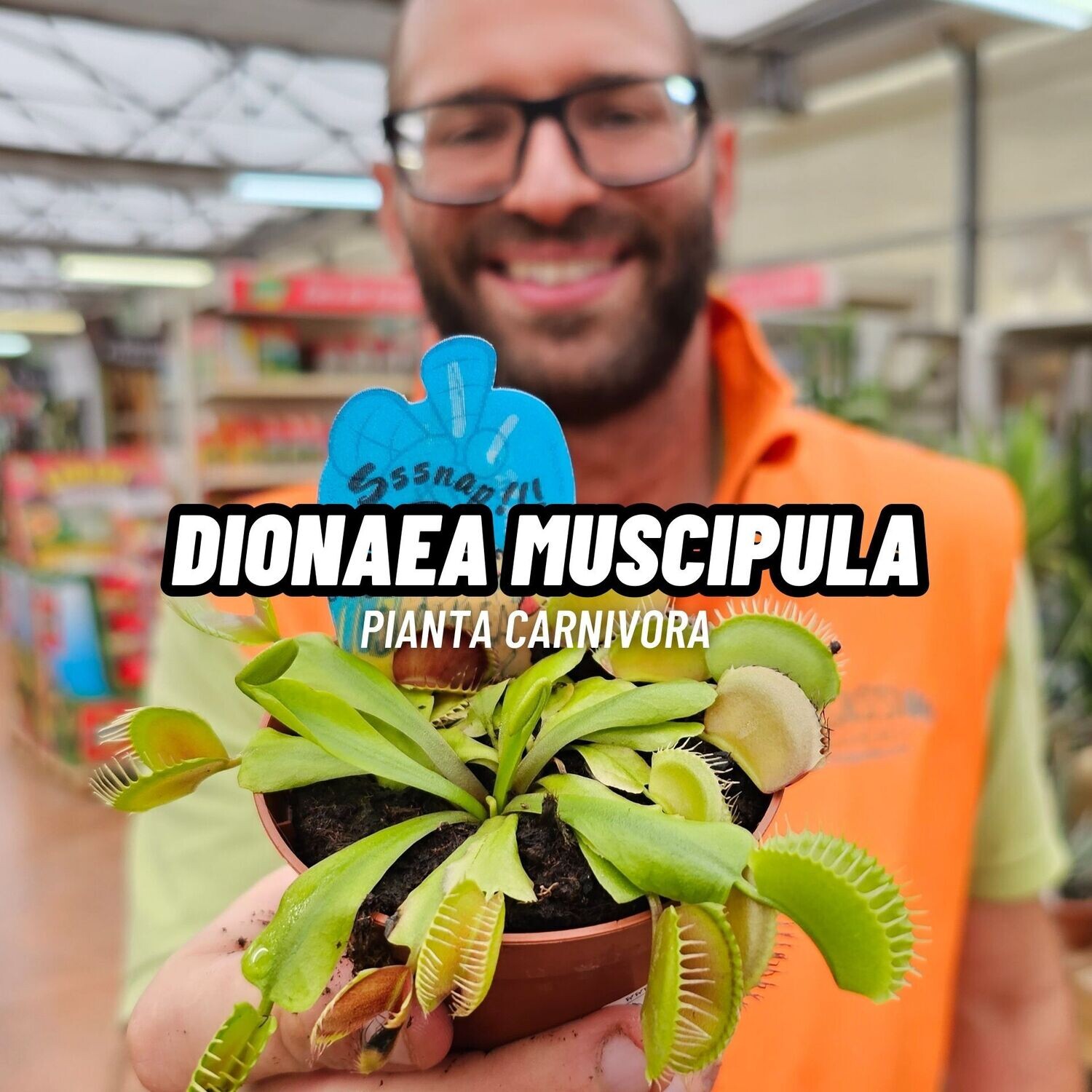 Dionaea muscipula - Dionaea Carnivora - Venere Acchiappamosche - vaso Ø 8,5cm