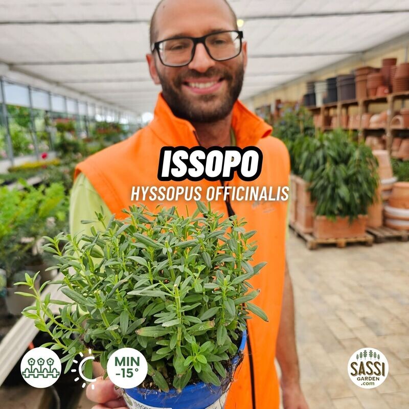 Issopo, Hyssopus officinalis - vaso Ø14 cm