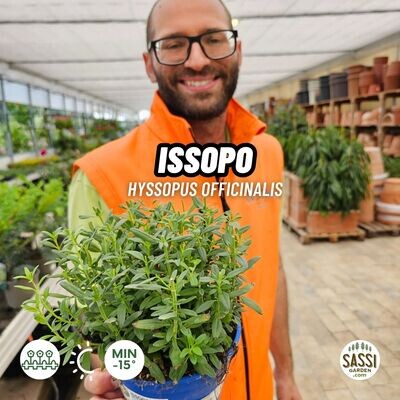 ISSOPO, HYSSOPUS OFFICINALIS - vaso Ø14 cm