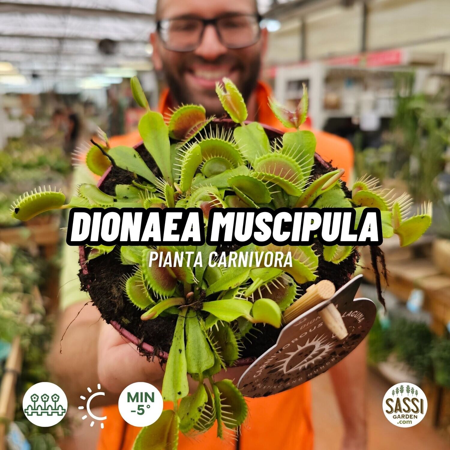 Dionaea muscipula - Dionaea Carnivora - Venere Acchiappamosche - vaso Ø 12cm, (3 anni)