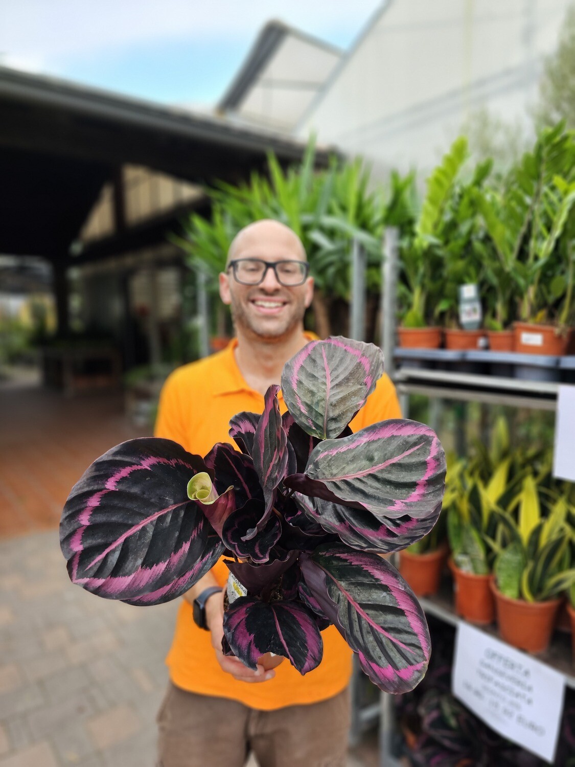 Calathea roseopicta &#39;Little Princess&#39;, Calatea - vaso Ø14 cm