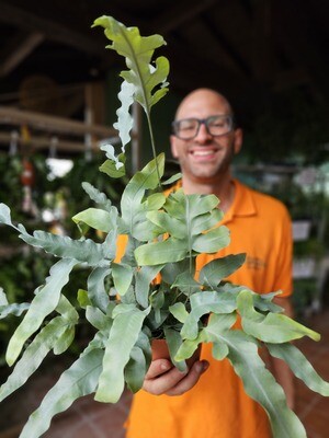 Phlebodium aureum &#39;Blue Star&#39;, felce azzurra- vaso Ø12 cm