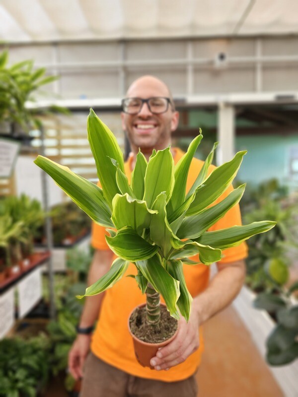 Dracaena fragrans &#39;Golden Coast&#39; - vaso Ø 11cm