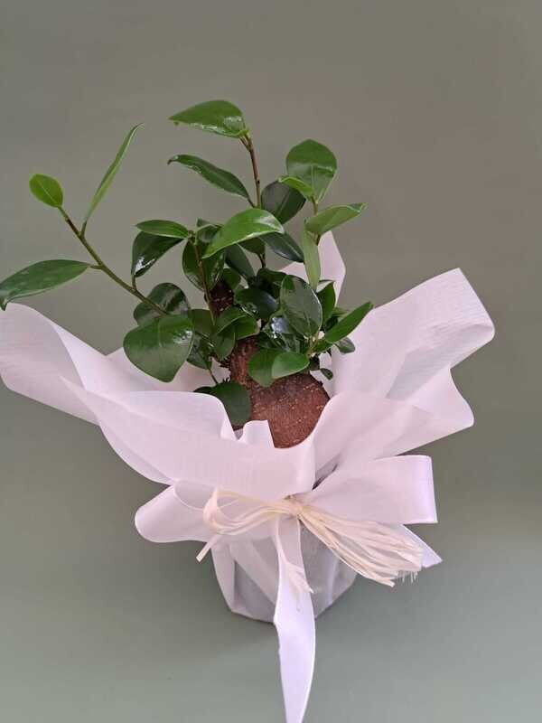 Bonsai Ficus Ginseng, Ficus microcarpa - Confezione Bomboniera