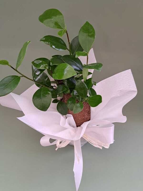 Bonsai Ficus Ginseng, Ficus microcarpa - Confezione Bomboniera