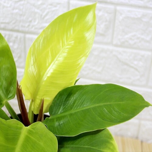 Philodendron &#39; Moonshine&#39;  - Philodendron Moonlight - Filodendro - vaso Ø12