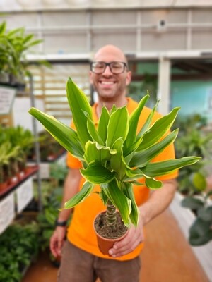 DRACENA YELLOW COAST IN VASO CERAMICA ARGENTO Pianta Vera