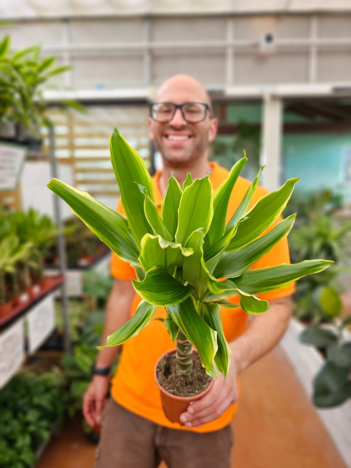 Dracaena Fragrans &#39;Yellow Coast&#39; - vaso Ø12 cm