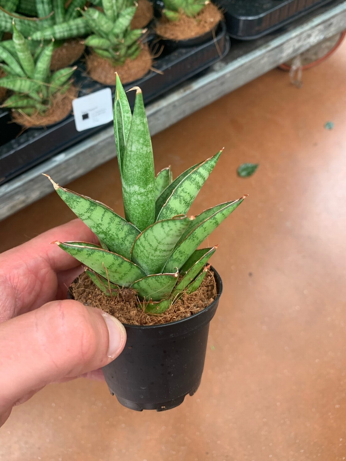 Sanseveria Sansevieria Francisii Spiky vaso 8