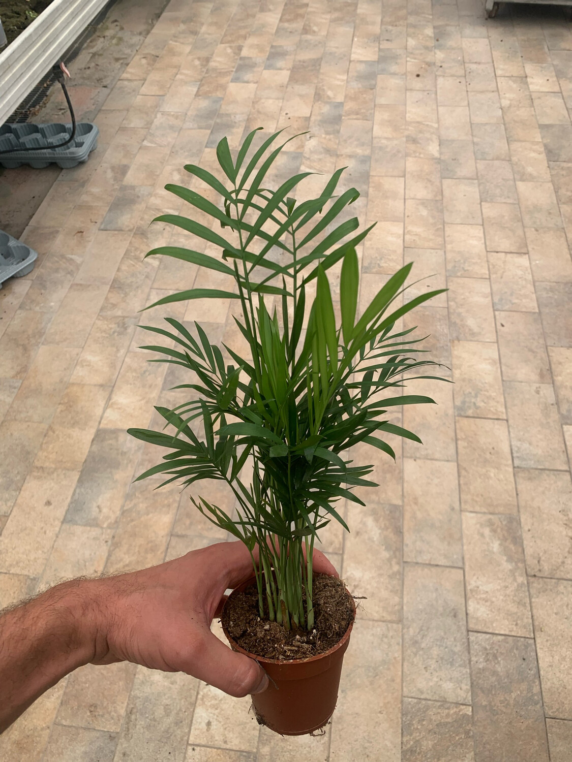 Chamaedorea elegans - Palma da salotto - vaso ∅9 cm h 35 cm