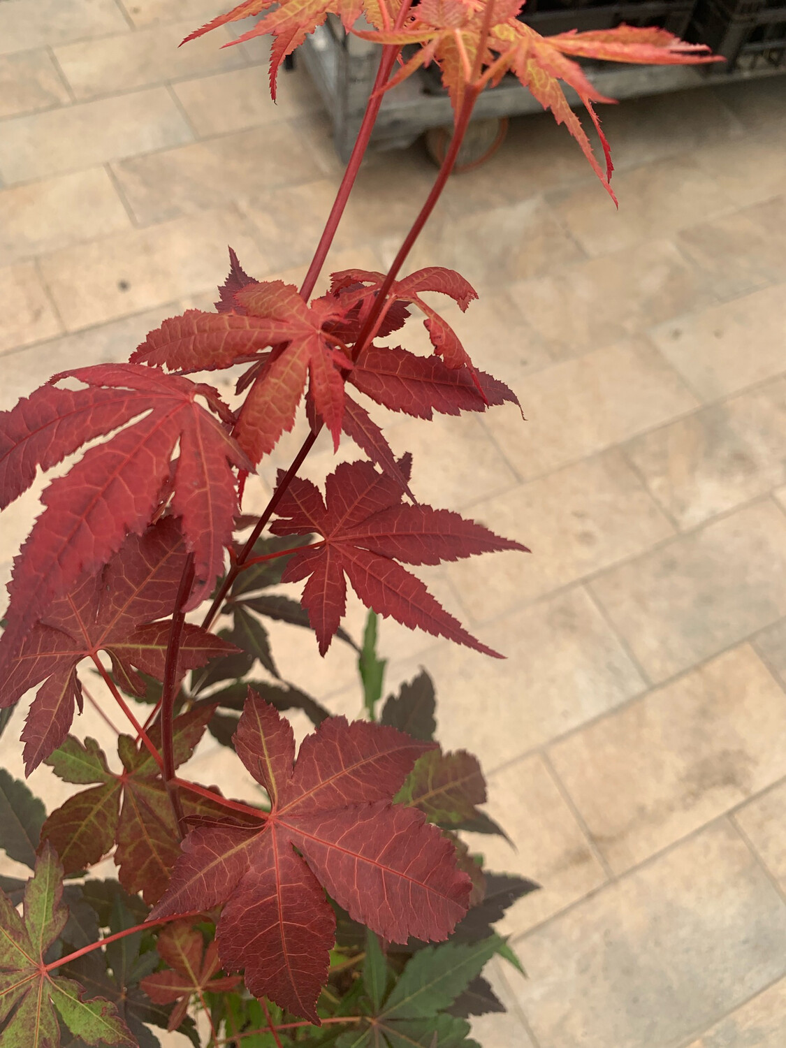 Acero Rosso Giapponese In Vaso ø13cm - Pianta Decorativa Vivaio Castelletto - Foto 8