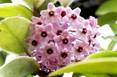 Hoya carnosa 'Silver Flake' basket 14 Fiore di Cera