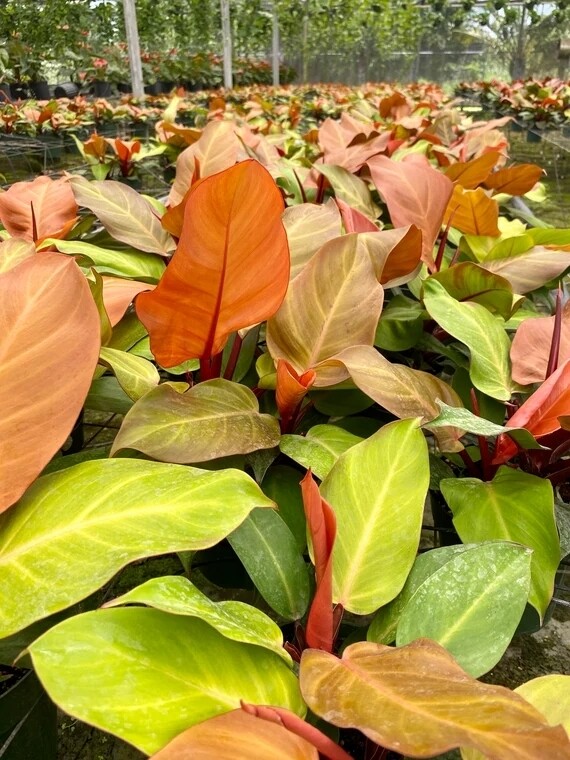 Philodendron &#39;McColleys Finale&#39;, Filodendro - vaso Ø12 cm