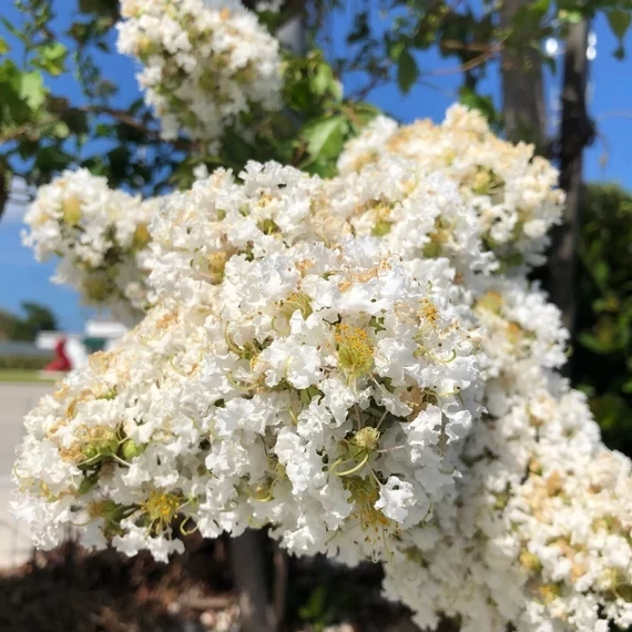 Lagerstroemia indica &#39;Bianca Grassi&#39;, Mirto crespo - vaso Ø18 cm, h 120 cm