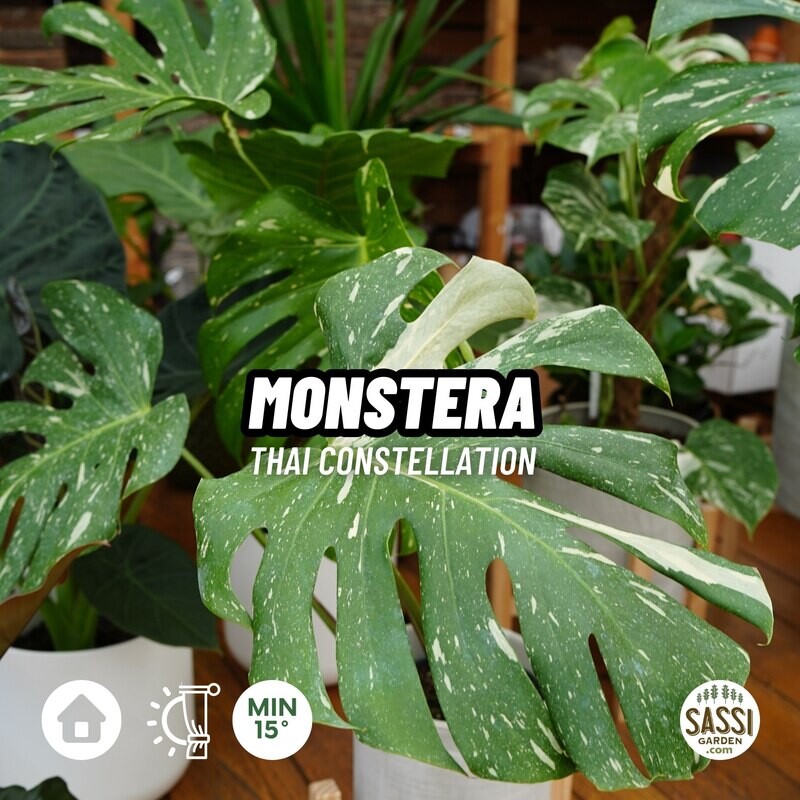 Monstera deliciosa &#39;Thai Constellation&#39; - vaso Ø17, h 60 cm fuori vaso