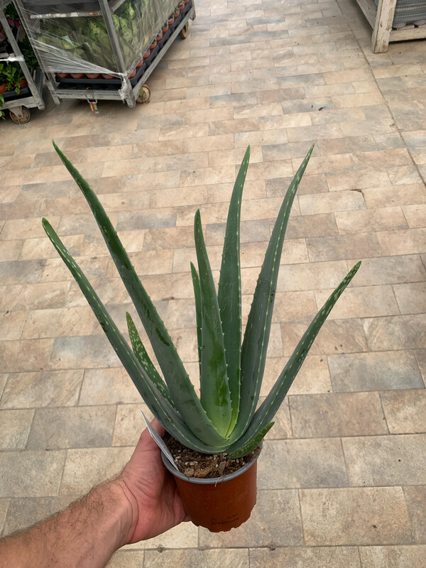Aloe Vera Barbadensis - vaso Ø9 cm, h 20 cm (fuori vaso)