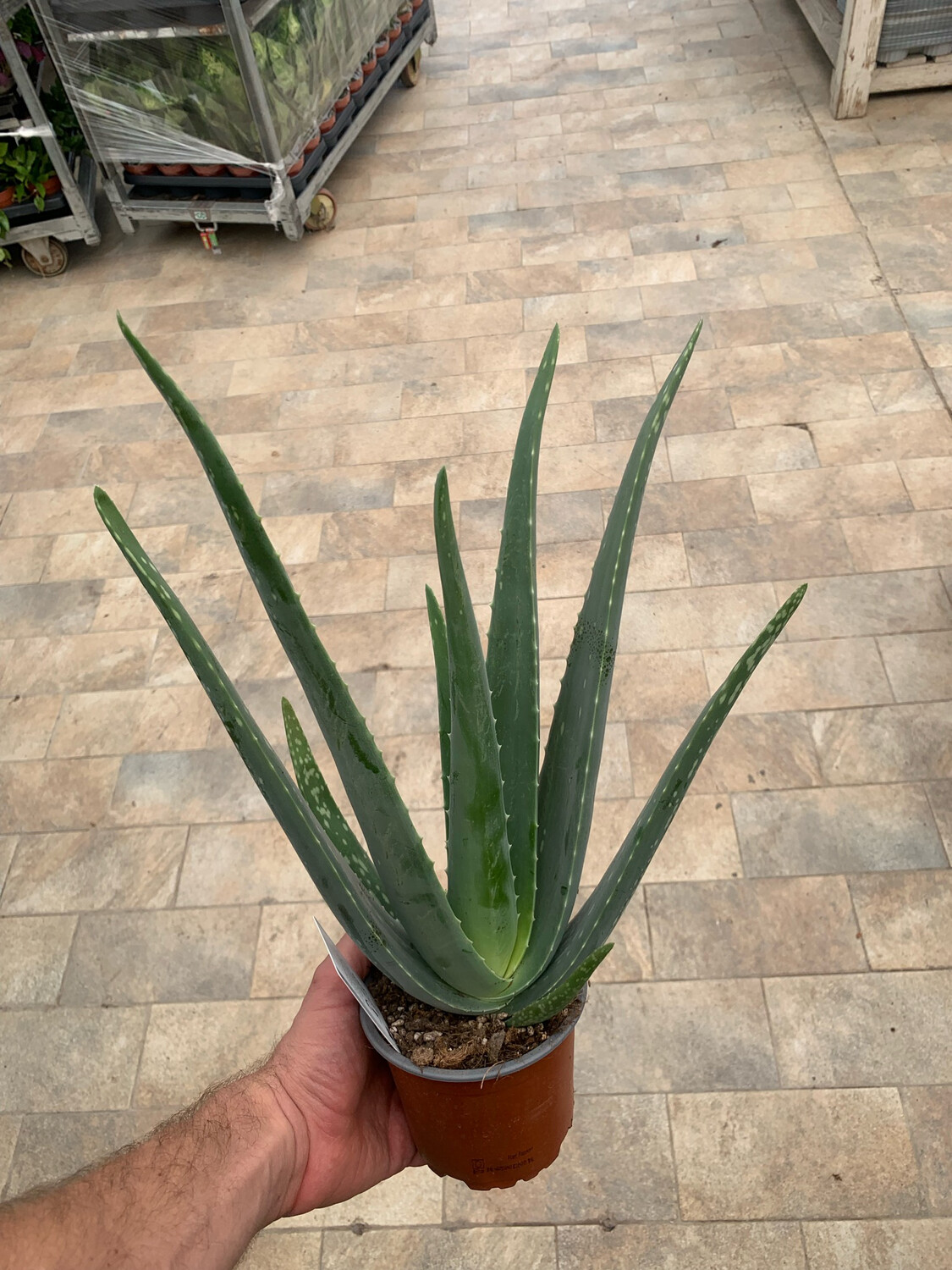 Aloe Vera Barbadensis - vaso Ø11 cm, h 20 cm (fuori vaso)