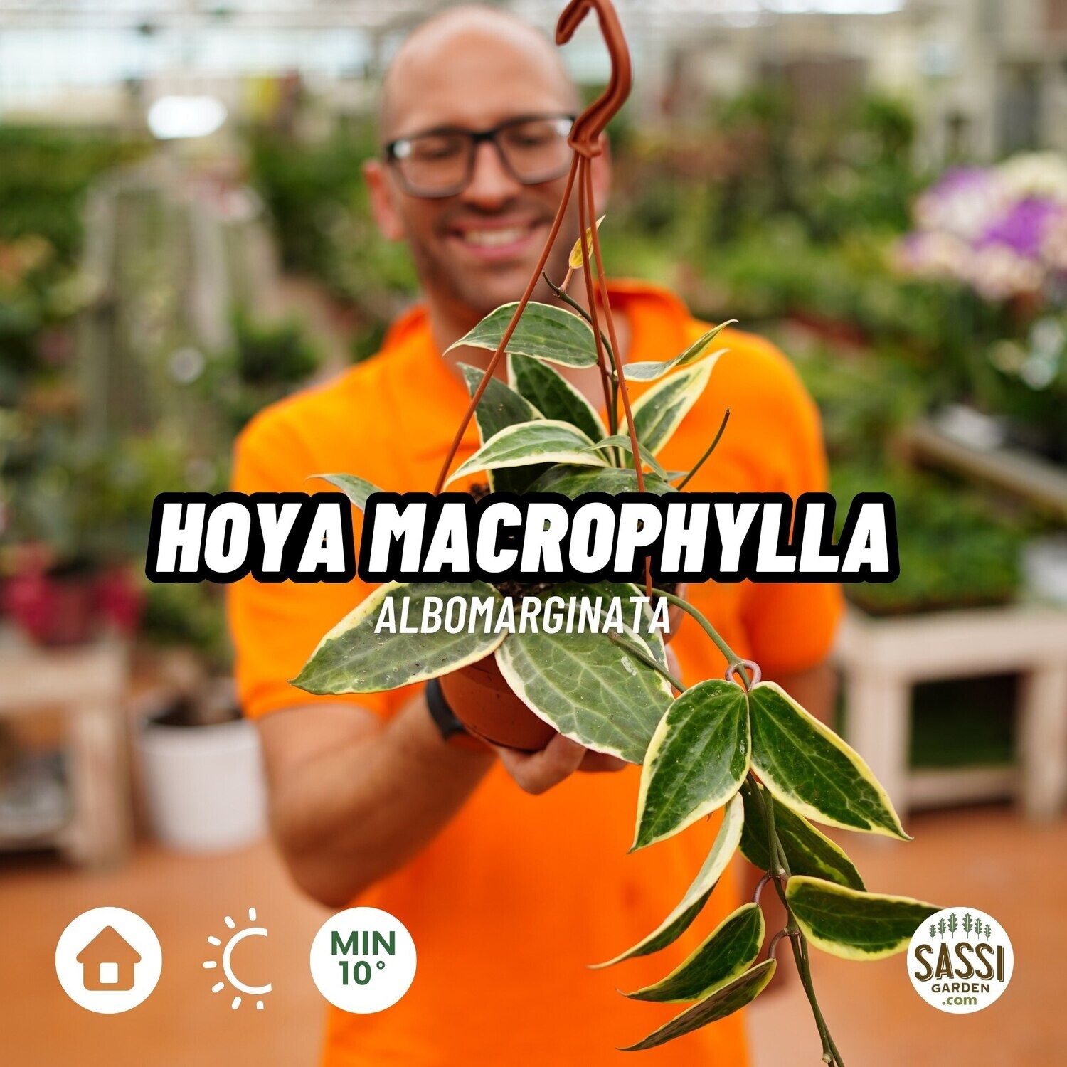 Hoya macrophylla albomarginata - vaso Ø14 cm