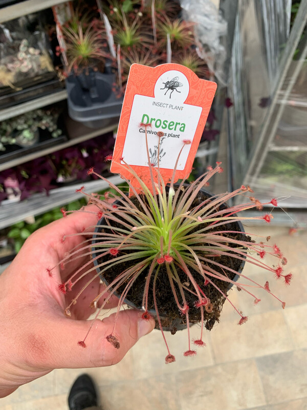 Drosera paradoxa, pianta carnivora - vaso Ø9 cm
