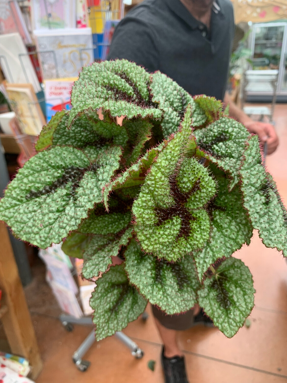 Begonia Masoniana Iron Cross - vaso Ø12 cm, h 15-20 cm fuori vaso