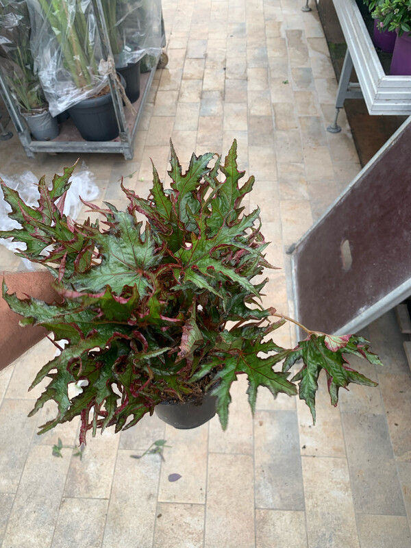 Begonia Himalayan - vaso Ø14 cm