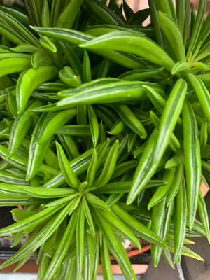Peperomia &#39;Happy Bean&#39;, Peperomia ferreyrae - vaso Ø12 cm
