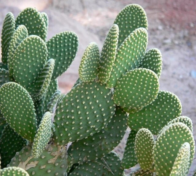 Opuntia Microdasys Pallida, Fico d&#39;India Pallido - vaso Ø5,5 cm