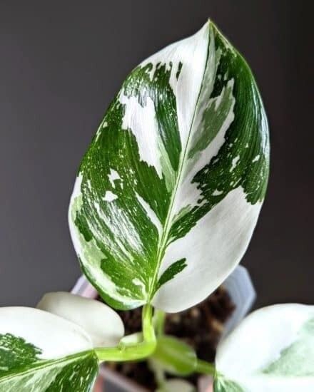 Philodendron &#39;White Wizard&#39;, Filodendro - vaso Ø6 cm