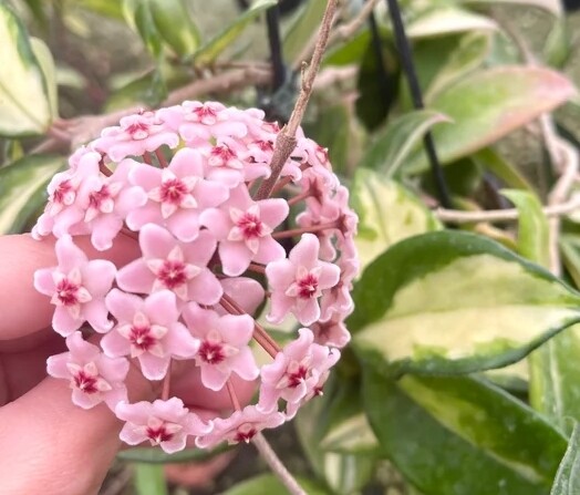 Hoya carnosa 'Tricolor' Basket 14 cm Fiore di Cera