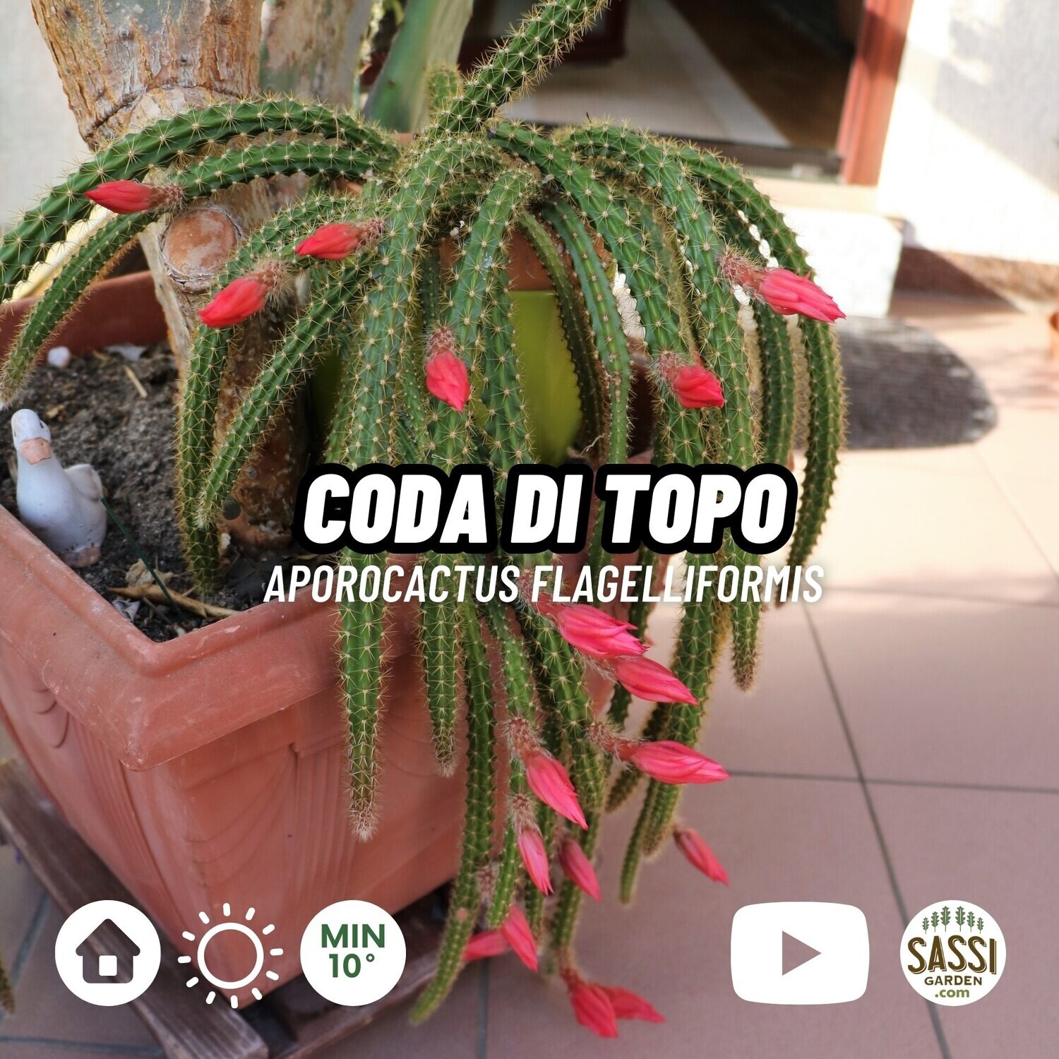 Coda di topo, Aporocactus flagelliformis &#39;Melanie&#39; - vaso Ø14 cm