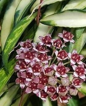 Hoya wayetii tricolor, Fiore di cera - vaso Ø12 cm
