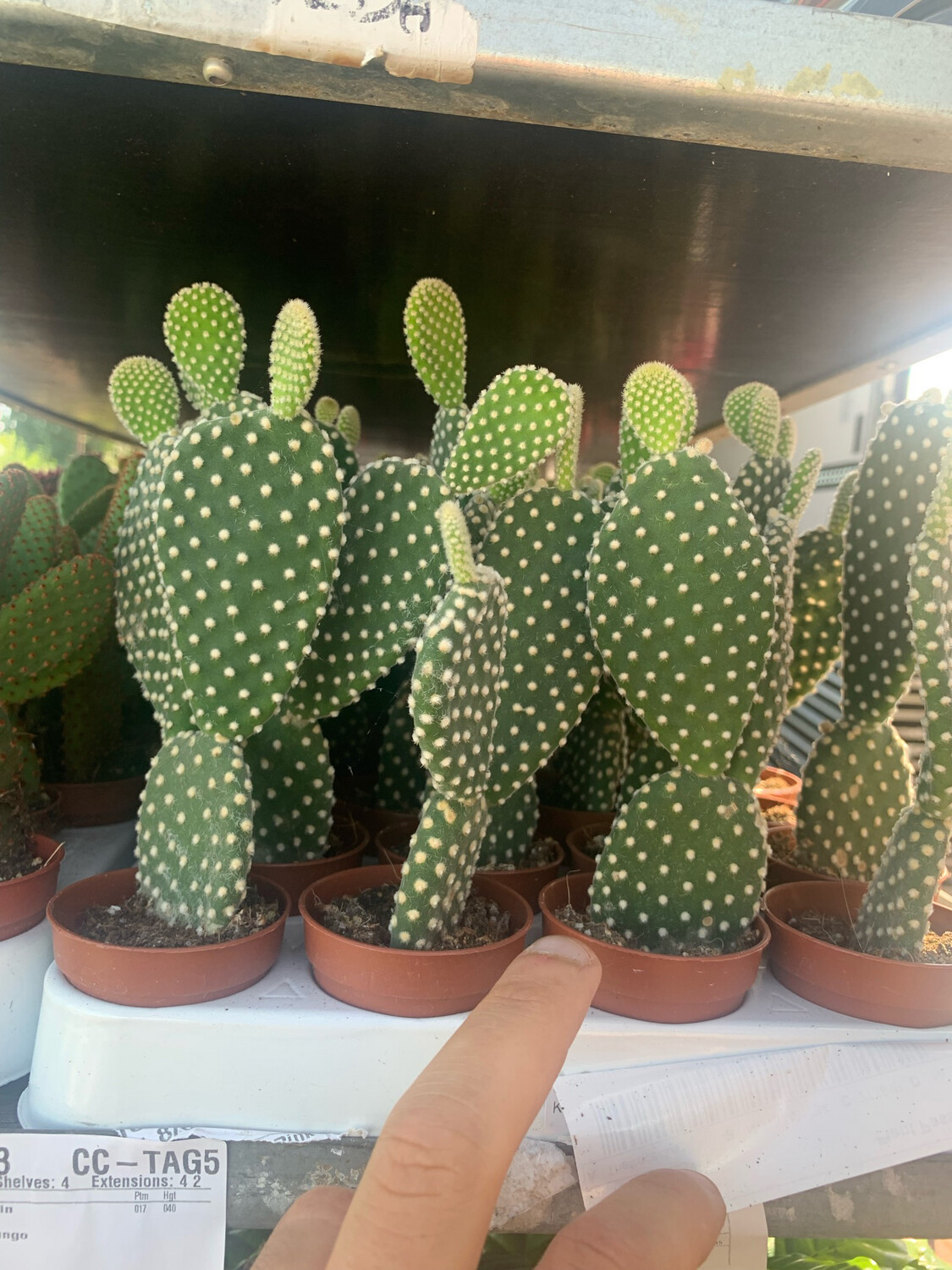 Pianta di Fico d'India (Opuntia) in vaso 19 cm | Savini Vivai