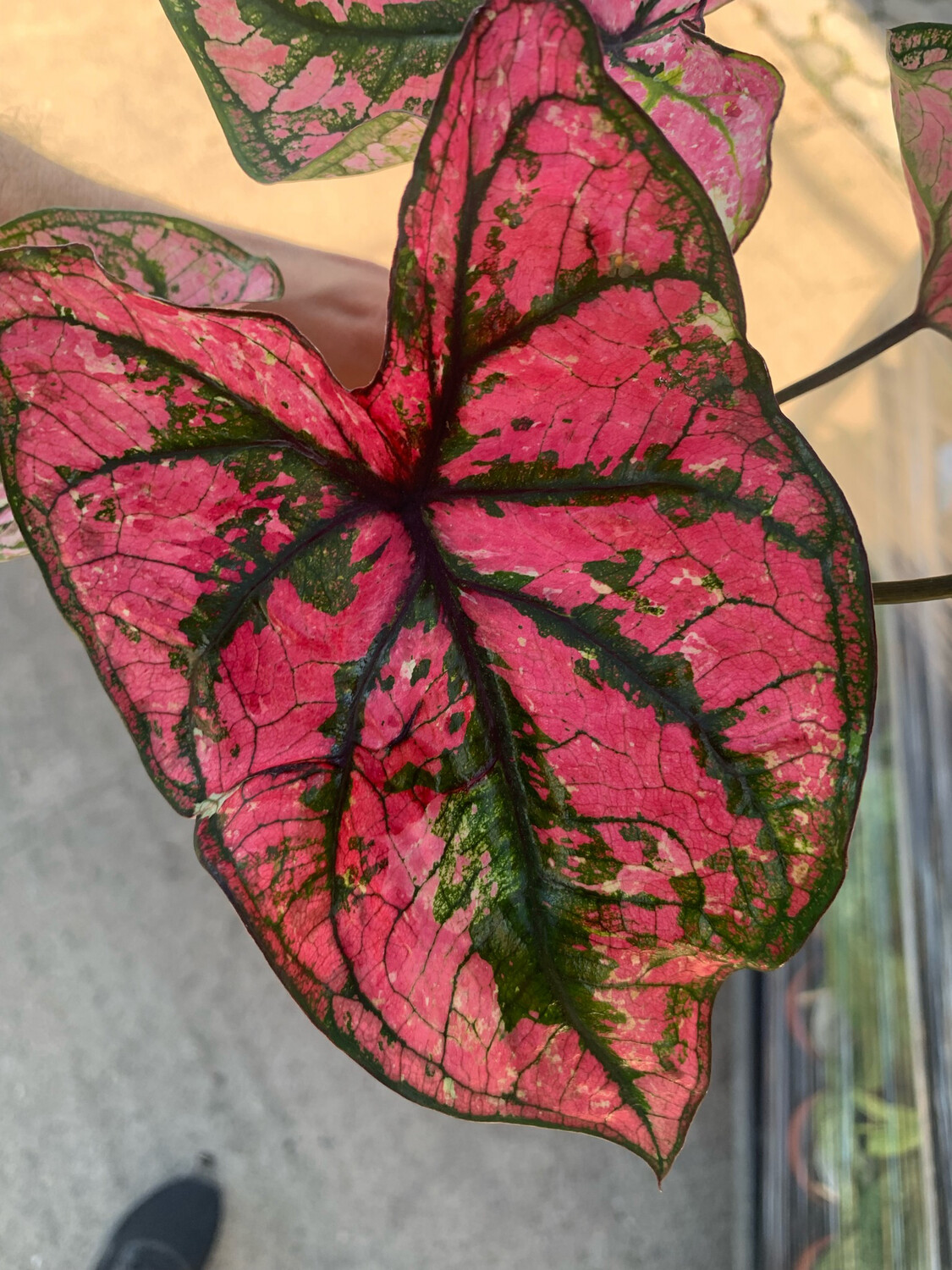 Caladium &#39;Purple Light&#39; - vaso Ø12 cm