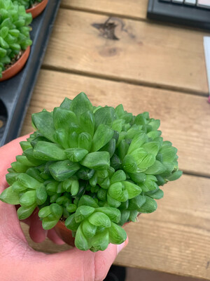 Haworthia cymbiformis - vaso Ø8 cm