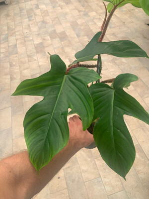 Philodendron squamiferum - Filodendro - vaso 13